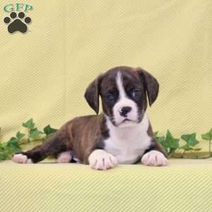 Benji, Boston Terrier Mix Puppy